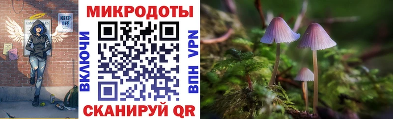 Купить Тайшет Галлюциногенные грибы Psilocybine cubensis
